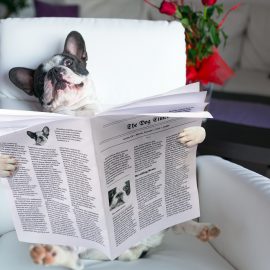 Bridge magazines and newsletters - Great Bridge Links