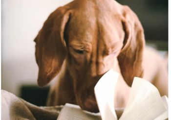 2019 Bridge Books