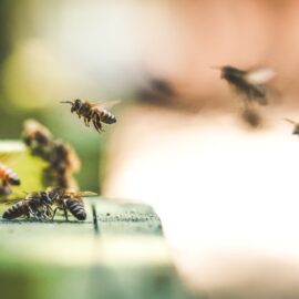 BridgeBee App