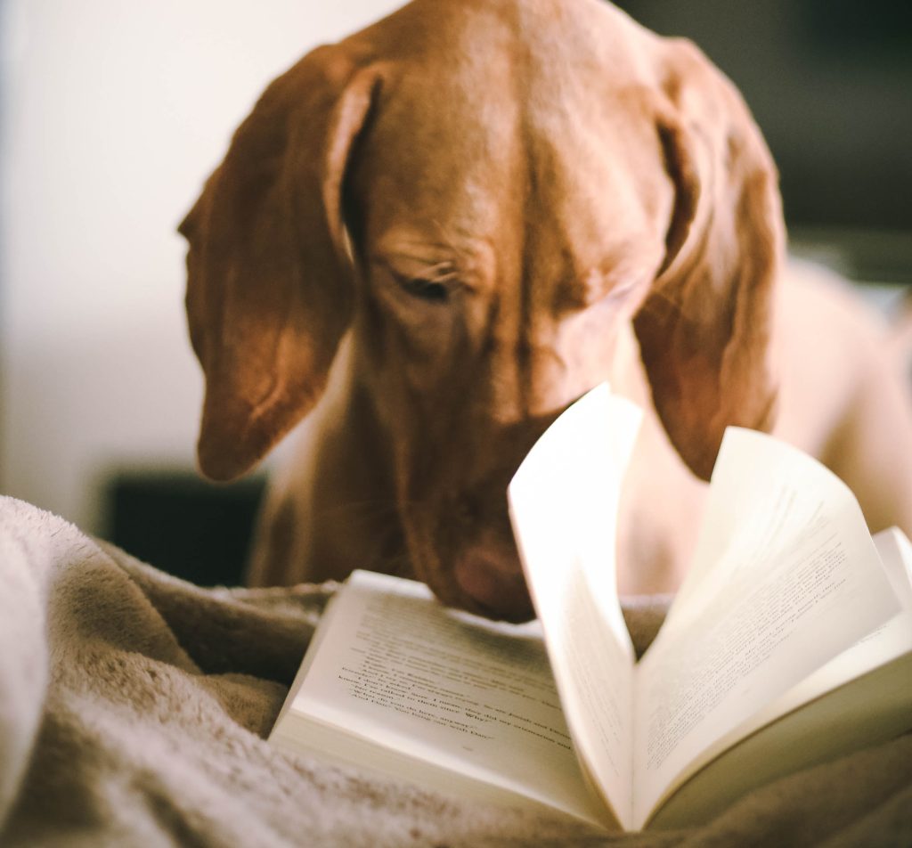 New Bridge Books in 2018