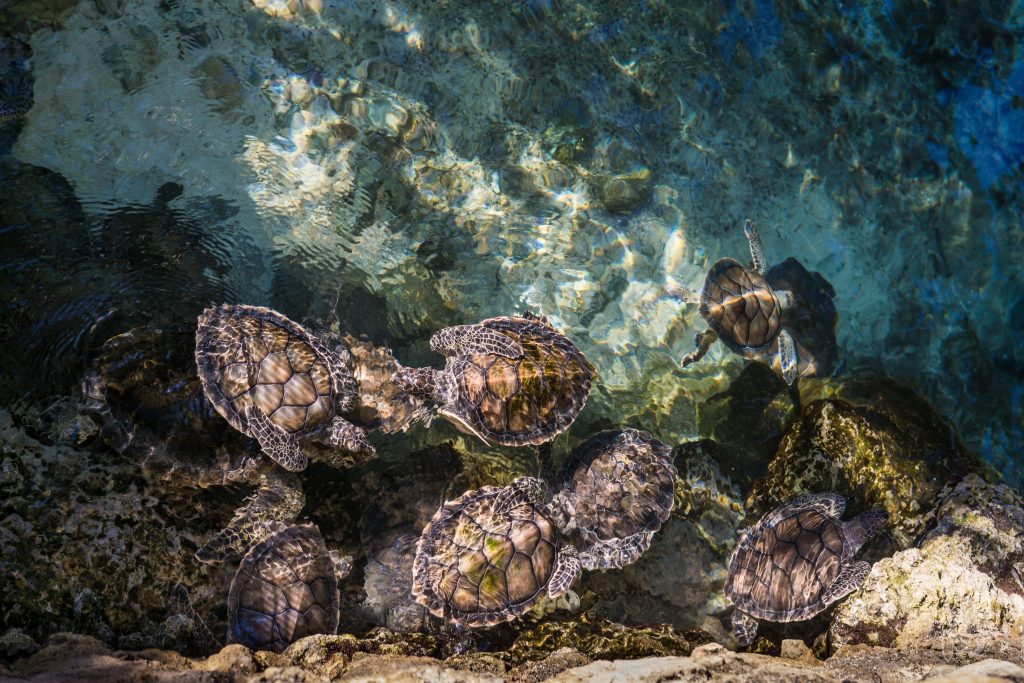 What games are there on the Tortuga online casino site?